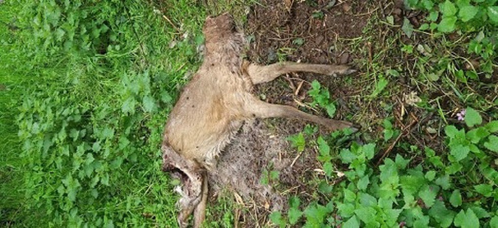 Esce per una passeggiata ma trova un capriolo con la testa mozzata: macabro ritrovamento a Civezzano